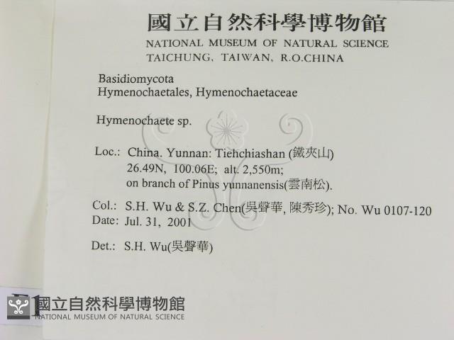 刺革菌屬藏品圖，第2張