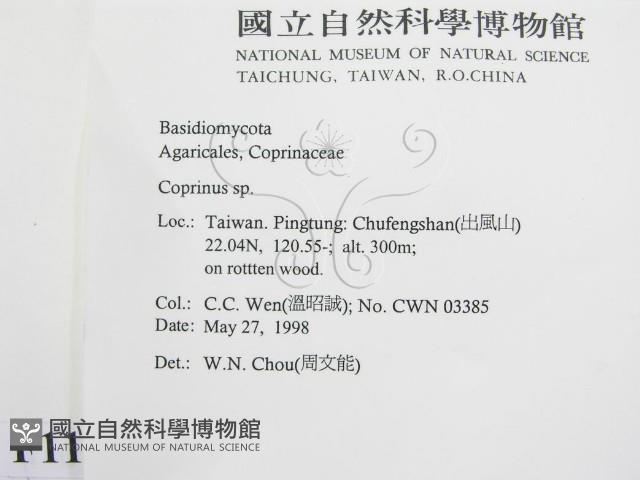 鬼傘屬藏品圖，第2張