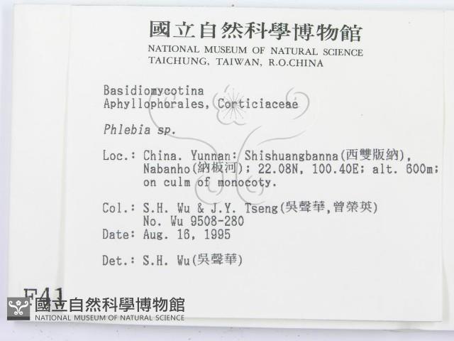 射脈菌屬藏品圖，第2張