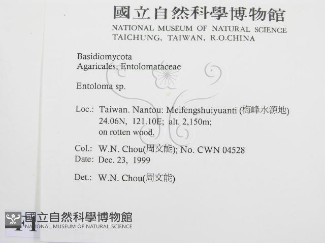 粉褶菌屬藏品圖，第2張