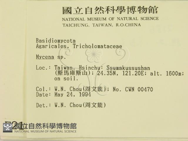 小菇屬藏品圖，第2張