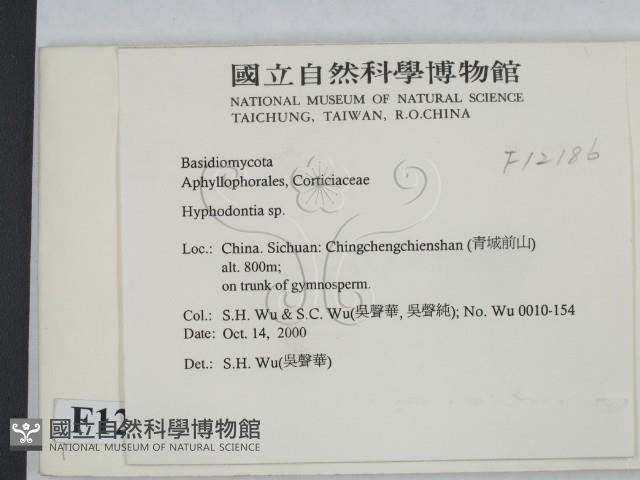 絲齒菌屬藏品圖，第2張