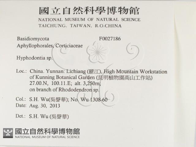 絲齒菌屬藏品圖，第2張