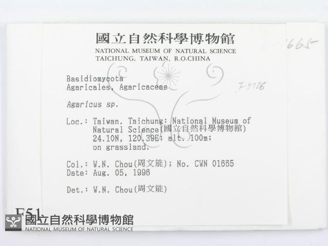 傘菌屬藏品圖，第2張