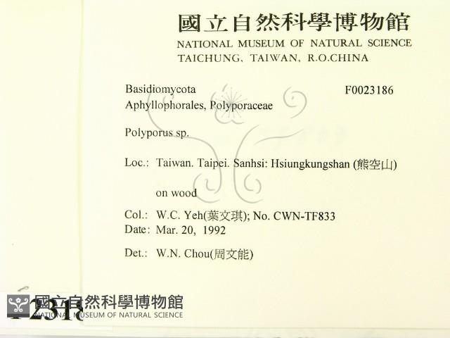 多孔菌屬藏品圖，第2張