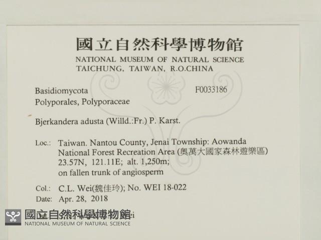 煙管菌藏品圖，第2張