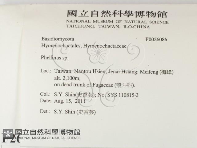 木層孔菌屬藏品圖，第2張