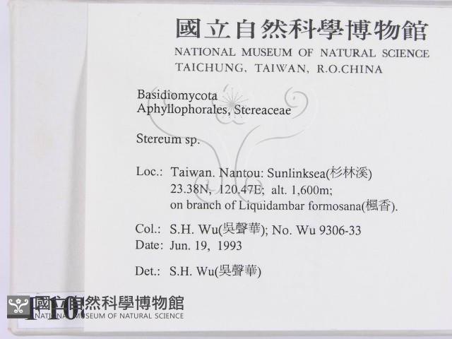 韌革菌屬藏品圖，第2張