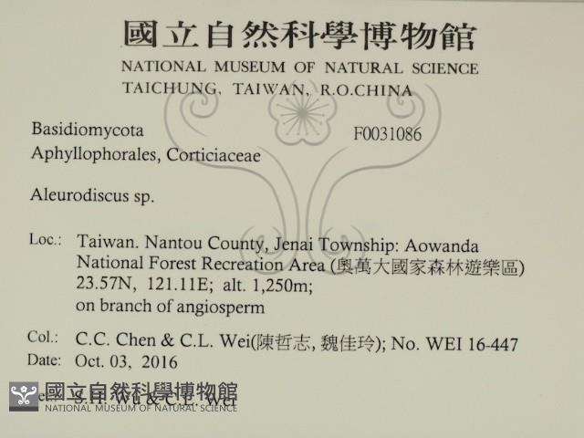 盤革菌屬藏品圖，第2張