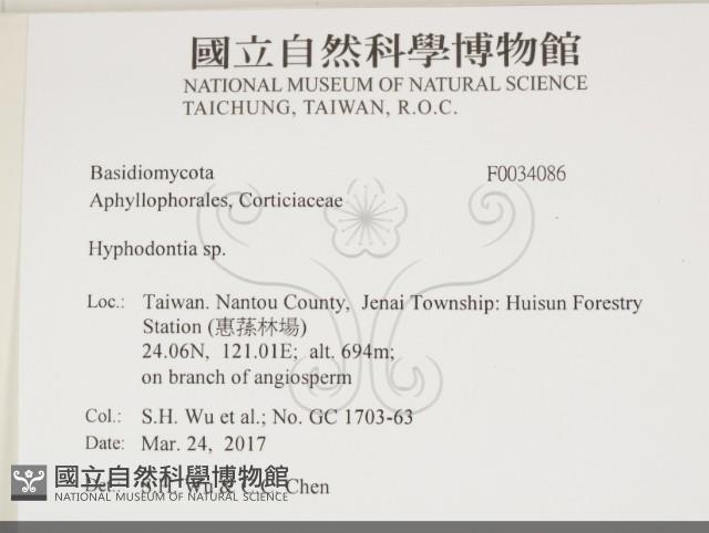 絲齒菌屬藏品圖，第2張