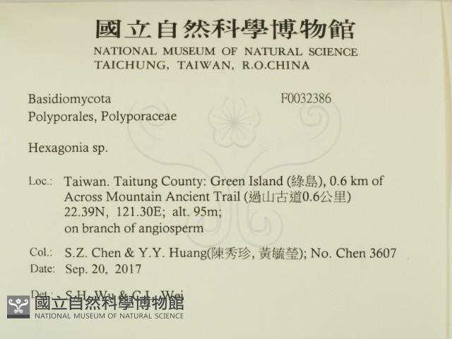 蜂窩菌屬藏品圖，第2張