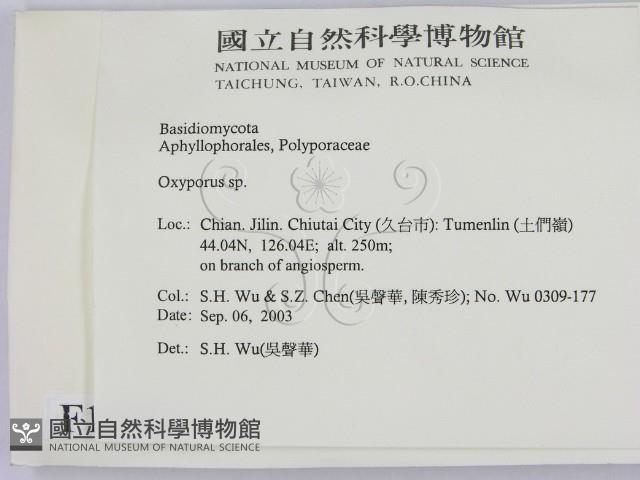 銳孔菌屬藏品圖，第2張