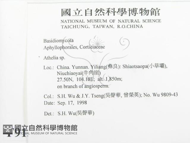 阿太菌屬藏品圖，第2張