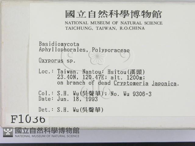 銳孔菌屬藏品圖，第2張