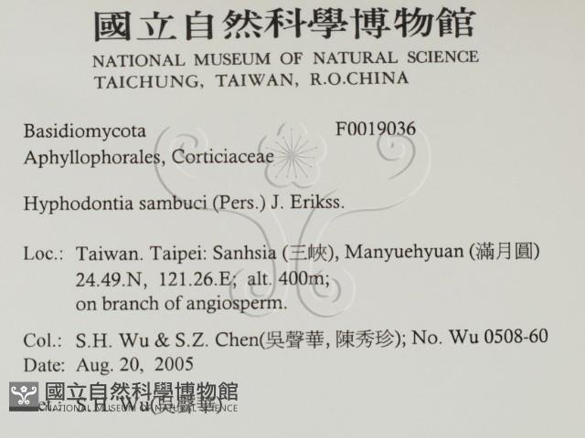 冇骨消絲齒菌藏品圖，第2張