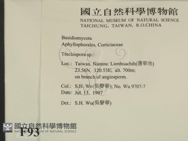 粗糙孢菌屬藏品圖，第2張