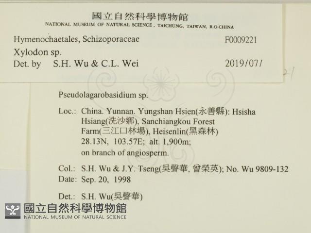 木齒菌屬藏品圖，第2張