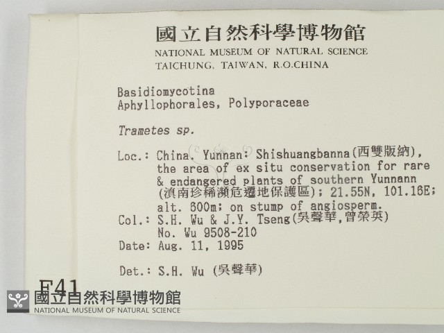 栓菌屬藏品圖，第2張