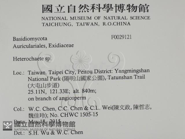 刺皮菌屬藏品圖，第2張
