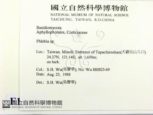 射脈菌屬藏品圖，第2張