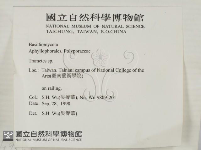 栓菌屬藏品圖，第2張