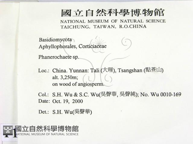 顯絲菌屬藏品圖，第2張