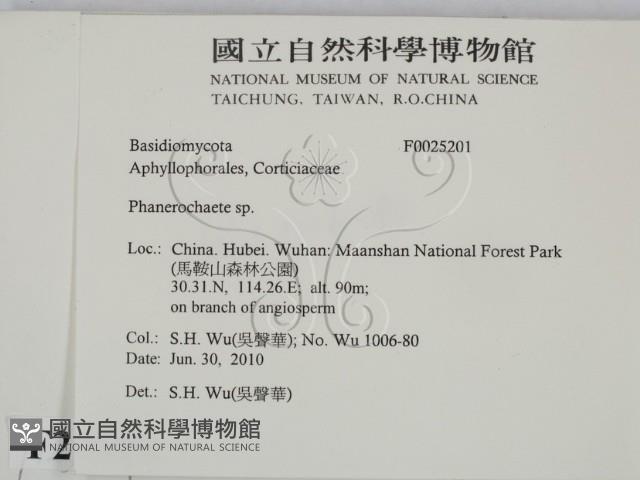 顯絲菌屬藏品圖，第2張