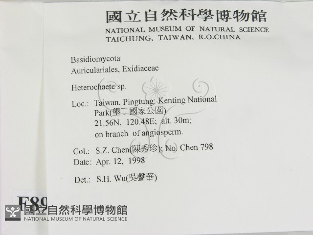 刺皮菌屬藏品圖，第2張