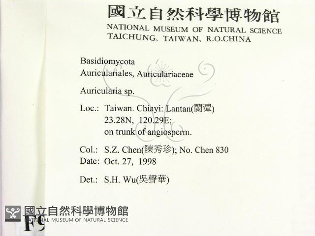 木耳屬藏品圖，第2張