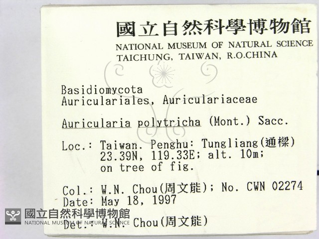 毛木耳藏品圖，第2張