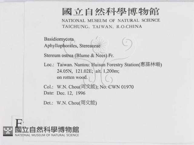 蠔韌革菌藏品圖，第2張
