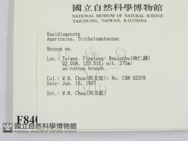 小菇屬藏品圖，第2張