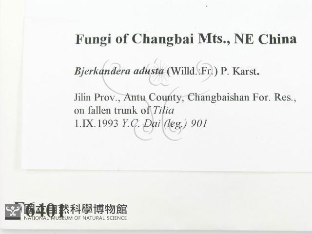 煙管菌藏品圖，第2張