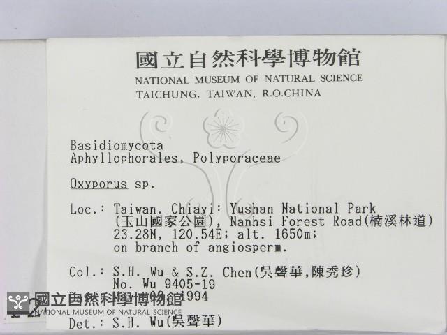 銳孔菌屬藏品圖，第2張