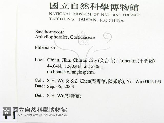 射脈菌屬藏品圖，第2張