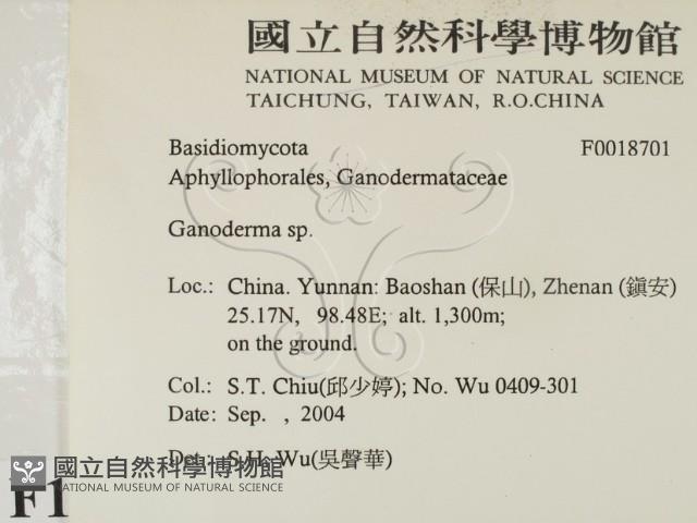 靈芝屬藏品圖，第2張