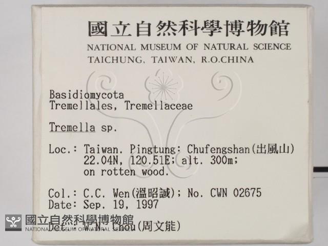 銀耳屬藏品圖，第2張