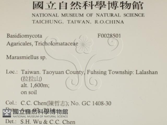 微皮傘屬藏品圖，第2張