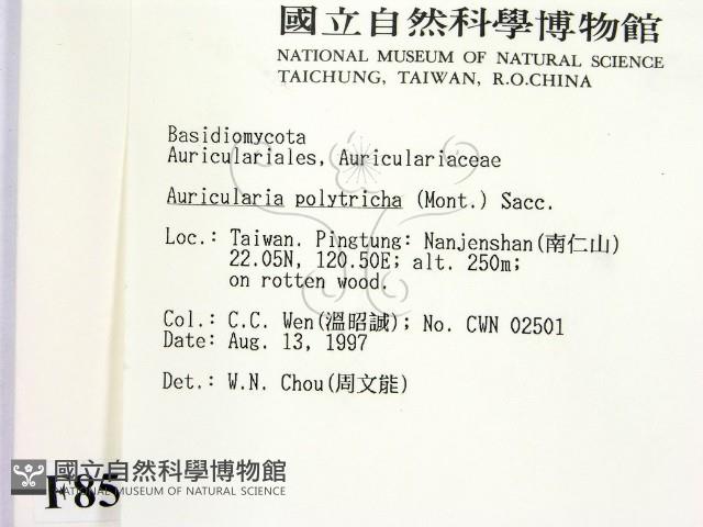 毛木耳藏品圖，第2張