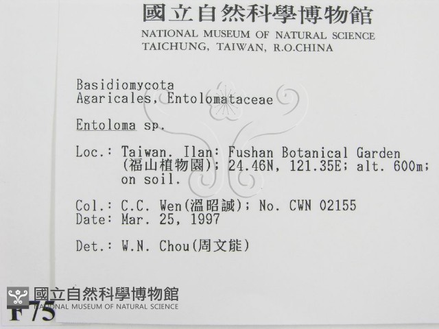 粉褶菌屬藏品圖，第2張