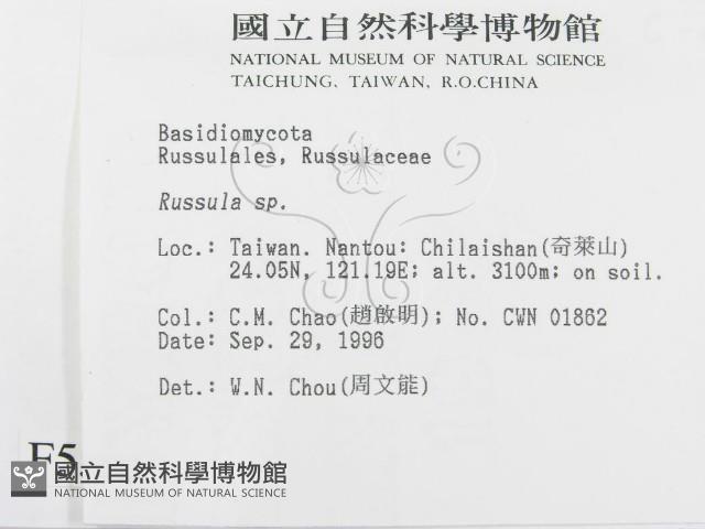 紅菇屬藏品圖，第2張