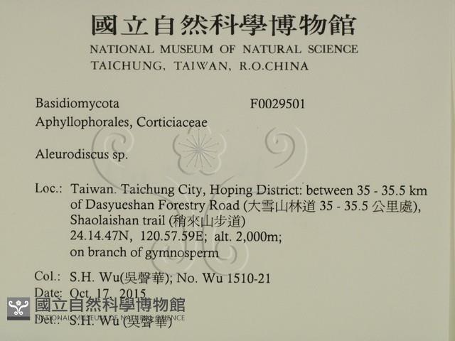 盤革菌屬藏品圖，第2張