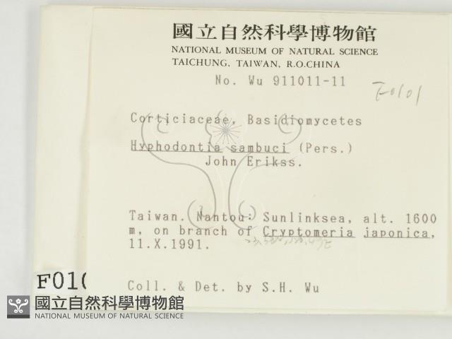 冇骨消絲齒菌藏品圖，第2張