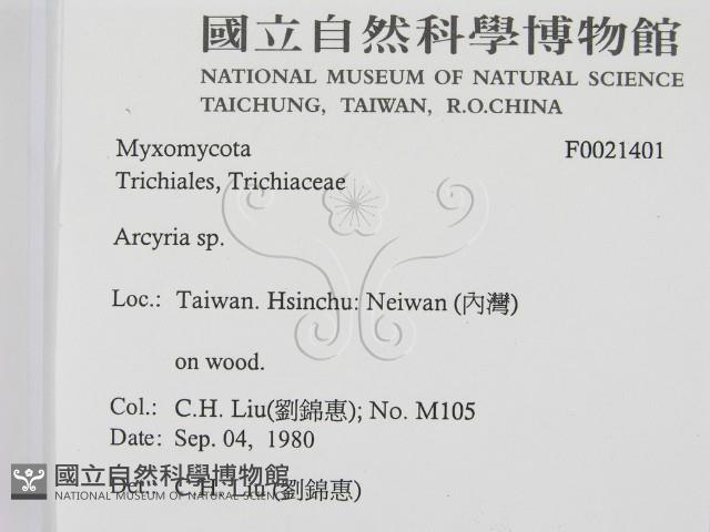 相鄰小孔菌藏品圖，第2張