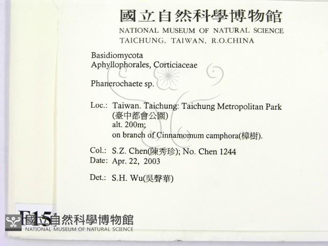 顯絲菌屬藏品圖，第2張