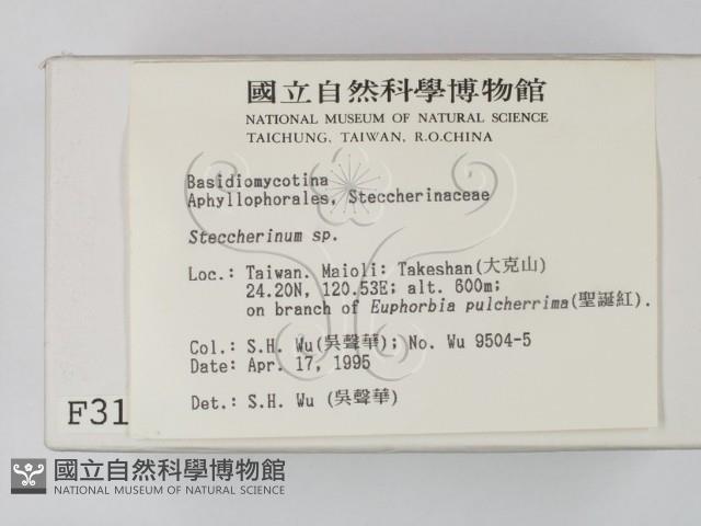 齒耳菌屬藏品圖，第2張