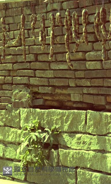 1950至2006年臺灣常民生活藏品圖，第1張