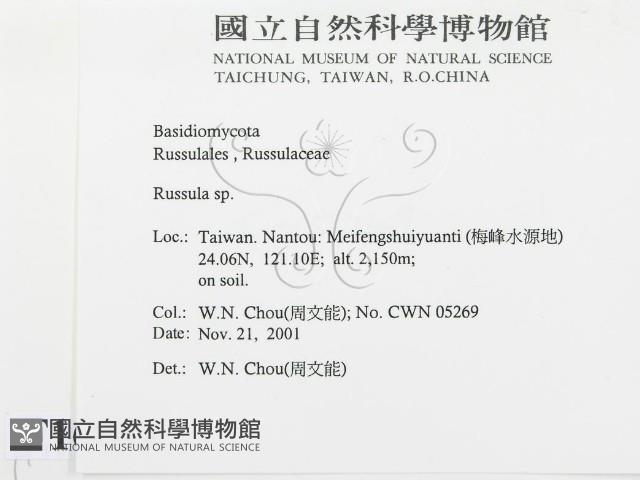 紅菇屬藏品圖，第2張