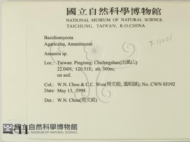 鵝膏屬藏品圖，第2張