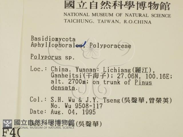 多孔菌屬藏品圖，第2張